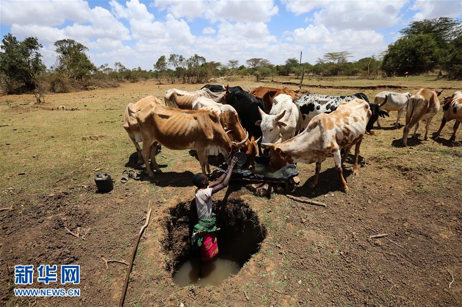 肯尼亚遭遇严重干旱(组图)