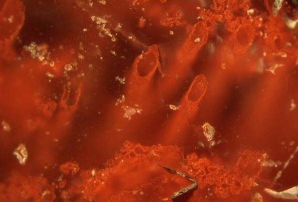 科学家发现地球上最早生命痕迹 距今37.7亿年