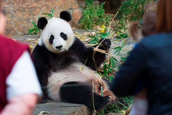 阿德莱德动物园大熊猫“福妮”再次受孕失败