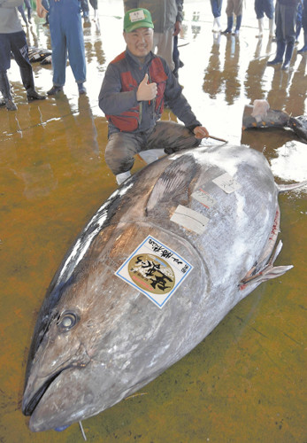 日本和歌山县捕获巨型金枪鱼 体型庞大破记录(图)