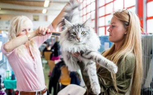 瑞士举办国际猫展 “喵星人”梳妆打扮亮相比美(图)