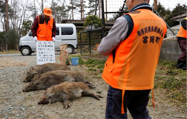 福岛核辐射地区被野猪占领 满嘴鲜血让人震惊