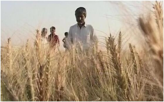印度麦田遭致命小麦病害侵害 印媒抱怨边境管理疏松