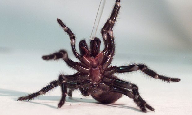 大有用途！澳洲蜘蛛毒液提取物可降低中风脑损伤