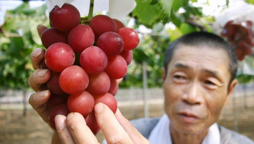 27000美元买俩甜瓜 揭秘日本“奢侈水果”文化(图)