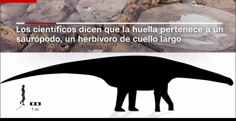 澳大利亚发现最大恐龙脚印化石 长1.7米(组图)