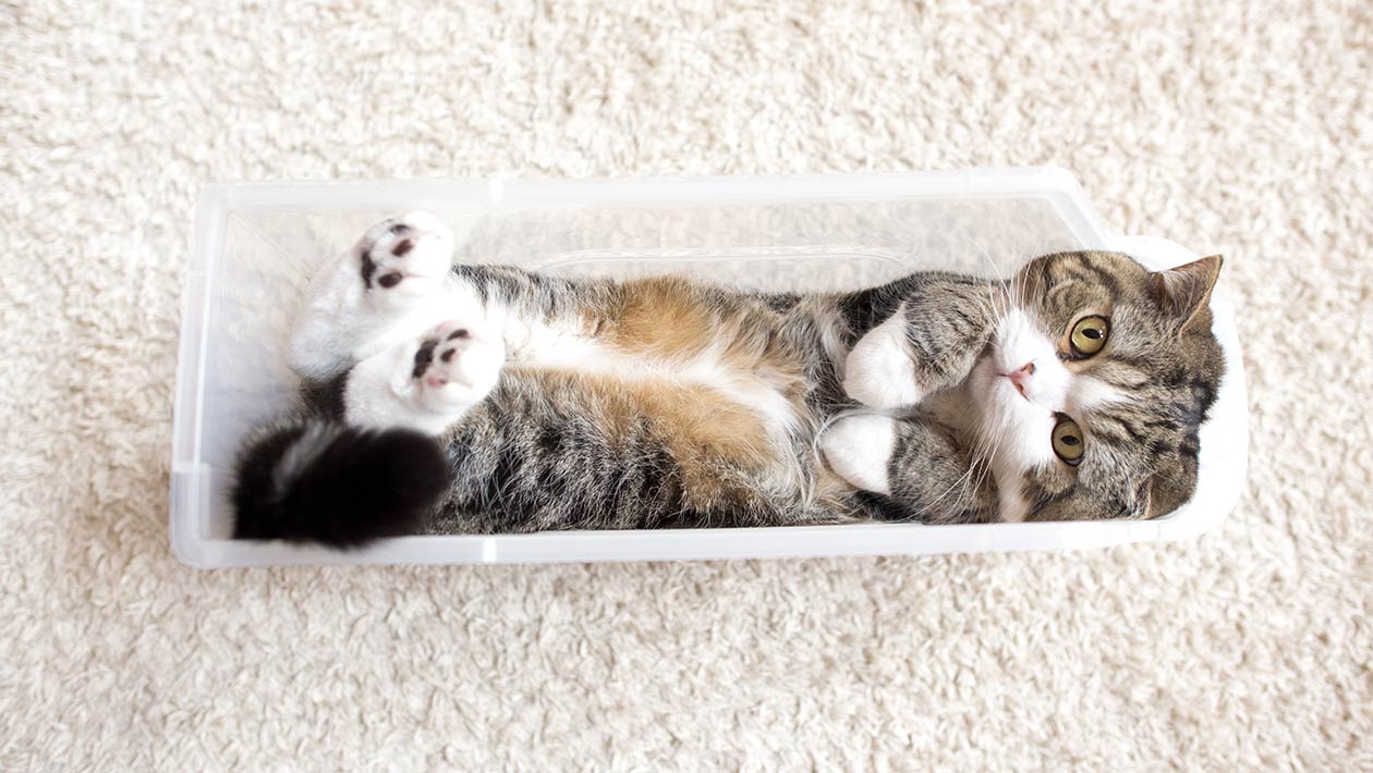 日本小猫夺Youtube人气冠军 钻盒子视频俘获全球网友