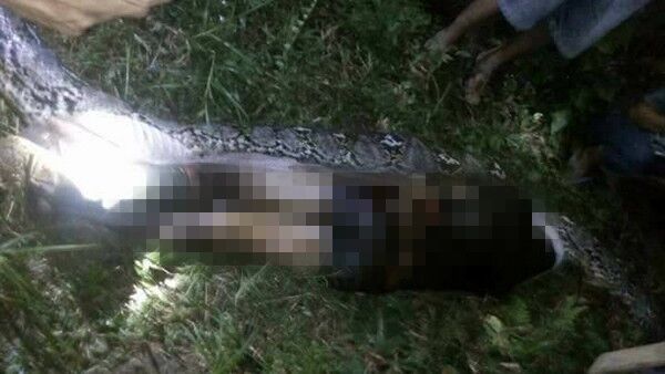 印尼村民在蟒蛇身体里发现失踪的朋友