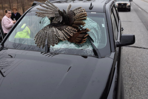 美家庭行车遇意外 火鸡“从天而降”砸穿挡风玻璃