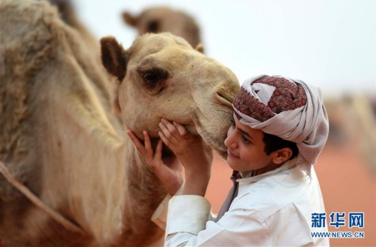 沙特骆驼节