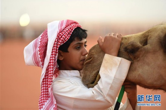 沙特骆驼节