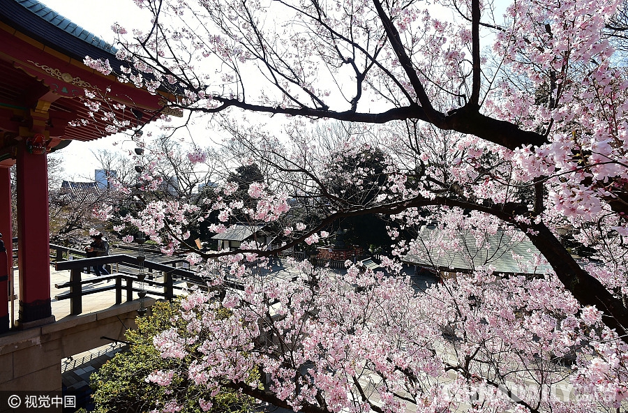 日本樱花进入盛花期 街头巷尾美如画卷