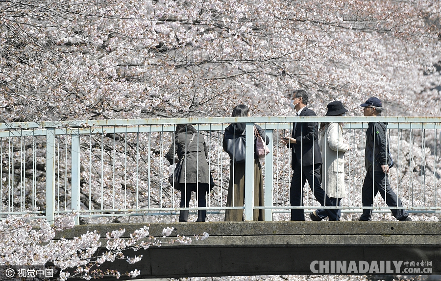 日本樱花进入盛花期 街头巷尾美如画卷