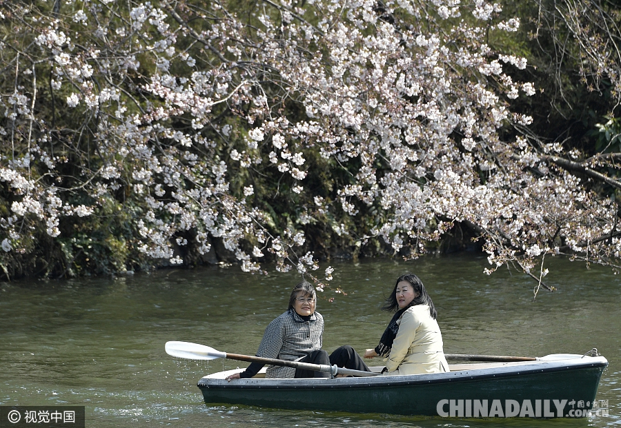 日本樱花进入盛花期 街头巷尾美如画卷
