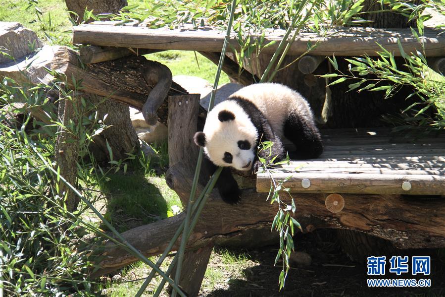 马德里动物园的大熊猫“竹莉娜”首次与观众正式见面(组图)