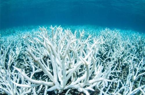 研究：大堡礁珊瑚白化危机史无前例 三分之二遭破坏