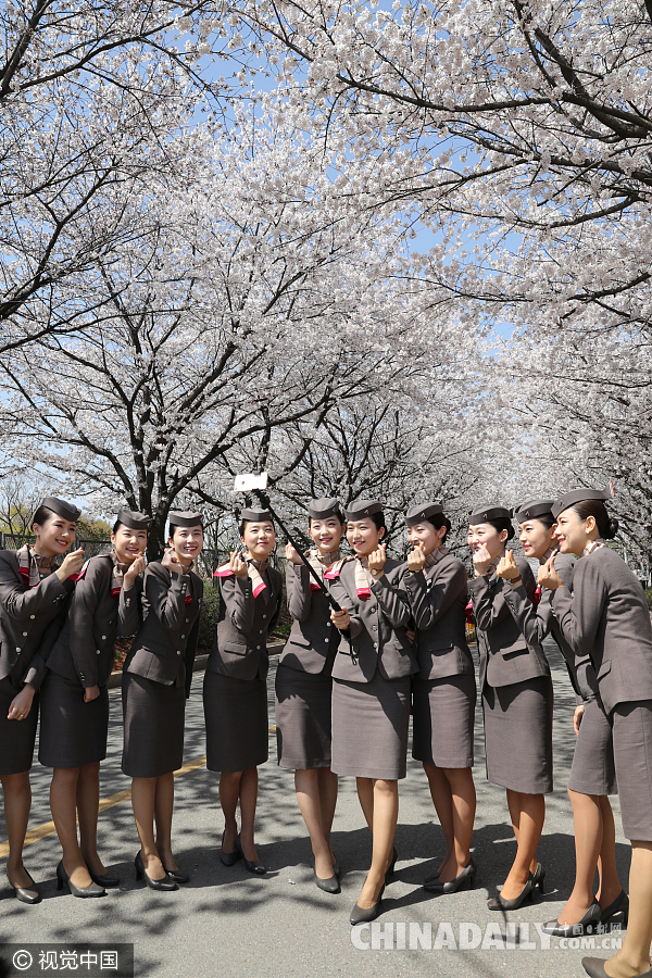 韩国空乘樱花道上训练 空姐颜好腿长人比花娇