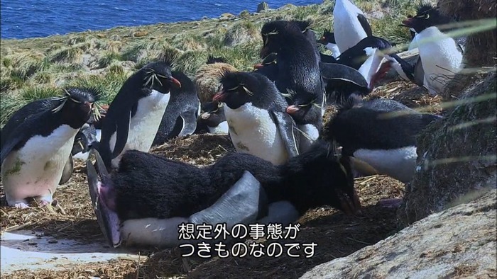 为拍摄派间谍进入企鹅群 结果不幸惨遭“斩首”