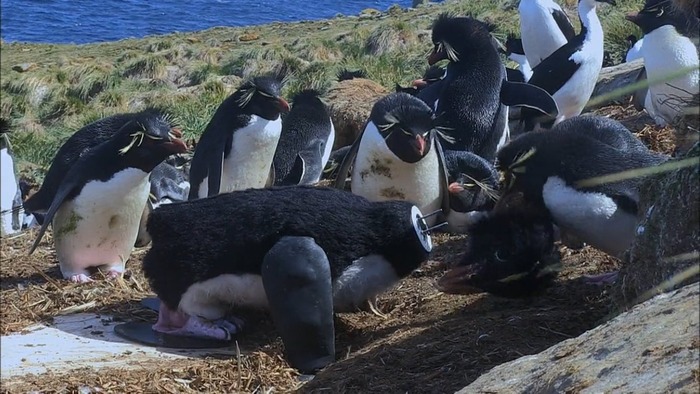 为拍摄派间谍进入企鹅群 结果不幸惨遭“斩首”