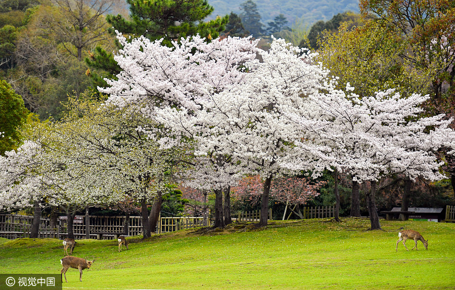 日本奈良公园樱花盛开 小鹿穿梭其中如林间精灵