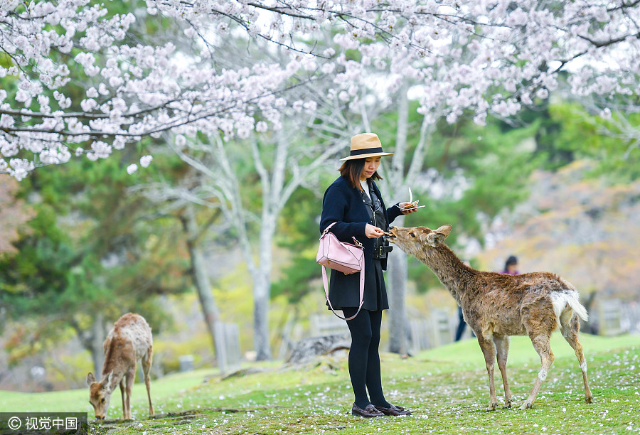 日本奈良公园樱花盛开 小鹿穿梭其中如林间精灵