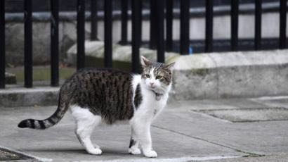 调查：猫咪“俘获”英国男人心 约20%男性甘当“猫奴”