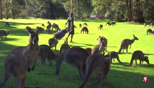 澳大利亚：300多只袋鼠“占领”高尔夫球场 这可能是个“假球场”……