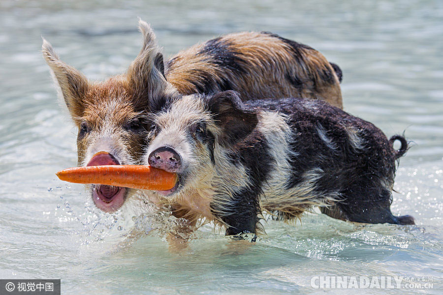 巴哈马有座“小猪岛” 猪宝宝们游泳冲浪生活惬意