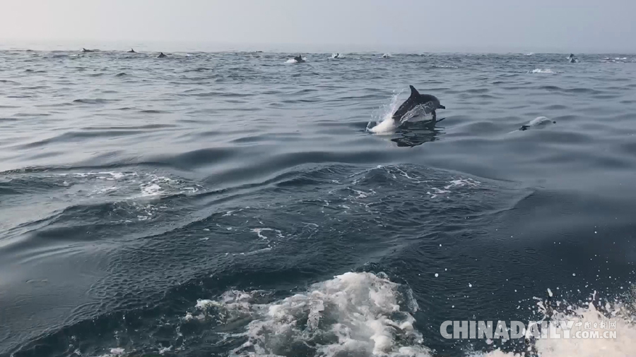 壮观！南澳岛海域上演“海豚竞速”