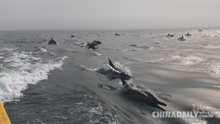 壮观！南澳岛海域上演“海豚竞速”
