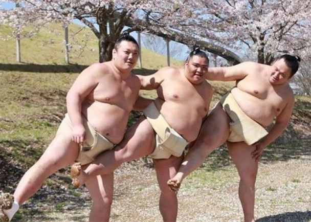 爱美之心人皆有之！日本相扑樱花树下拍写真妖娆妩媚