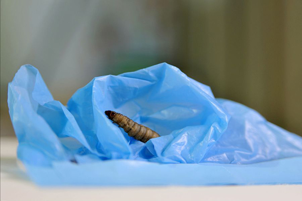 研究人员发现这种虫子能吃塑料！解决污染问题有了新希望