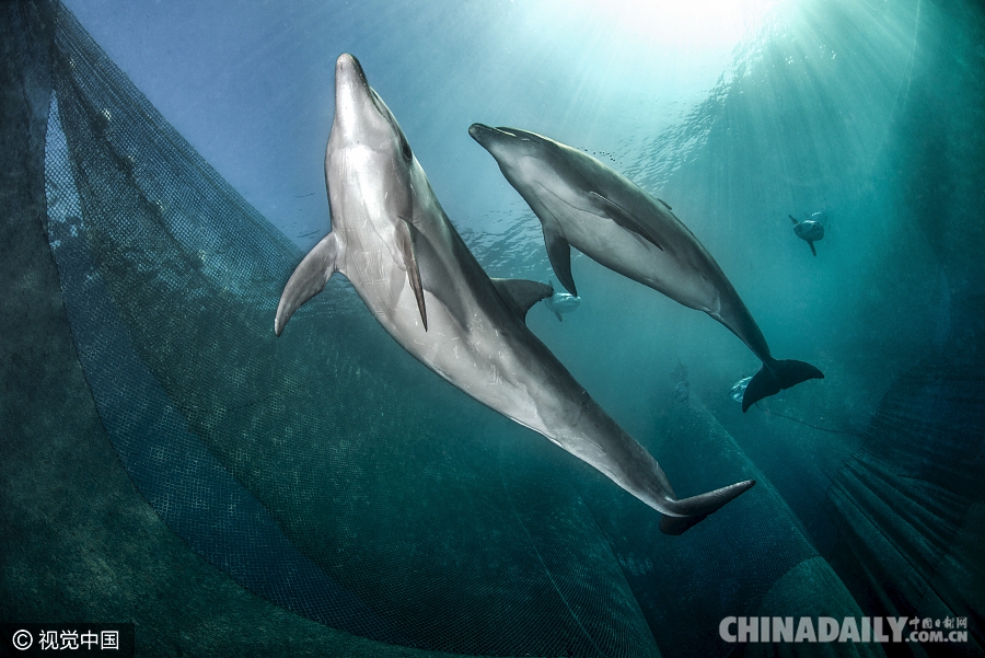 海豚遭渔网捕捉幸运逃脱 摄影师拍下“漏网”瞬间