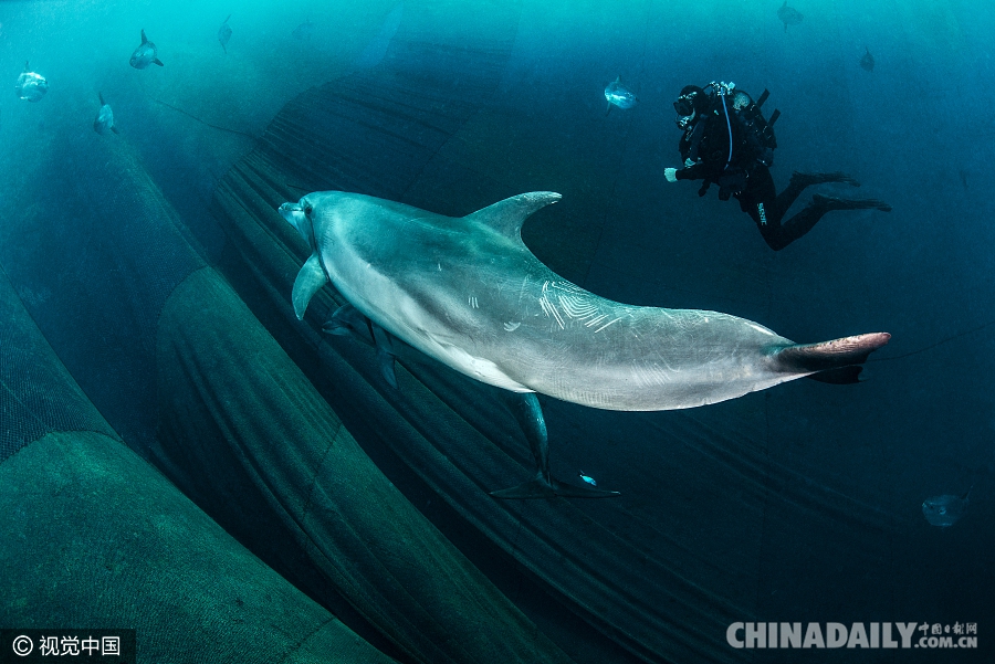 海豚遭渔网捕捉幸运逃脱 摄影师拍下“漏网”瞬间