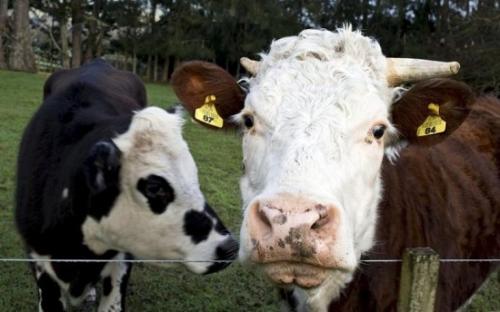 美国密苏里州一牧场遭雷击 32头奶牛被电死