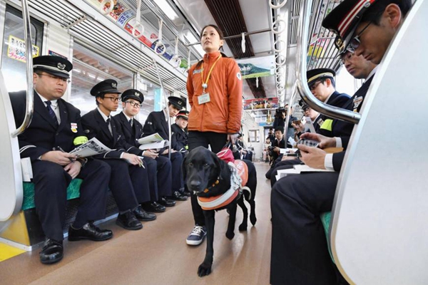 新法律作用有限 日本多数携导盲犬出行者仍受歧视
