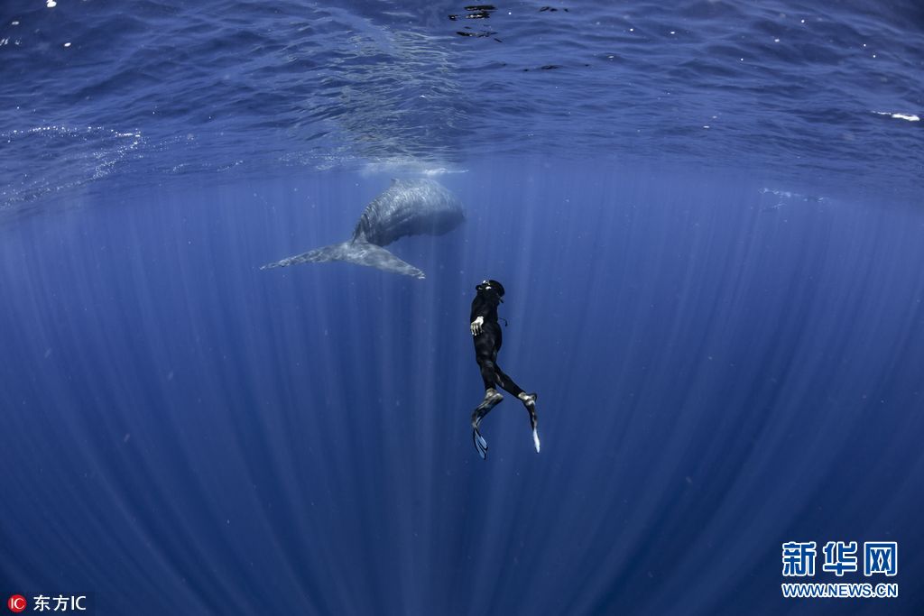 海洋协奏曲 潜水向导印度洋与抹香鲸“跳探戈”（组图）