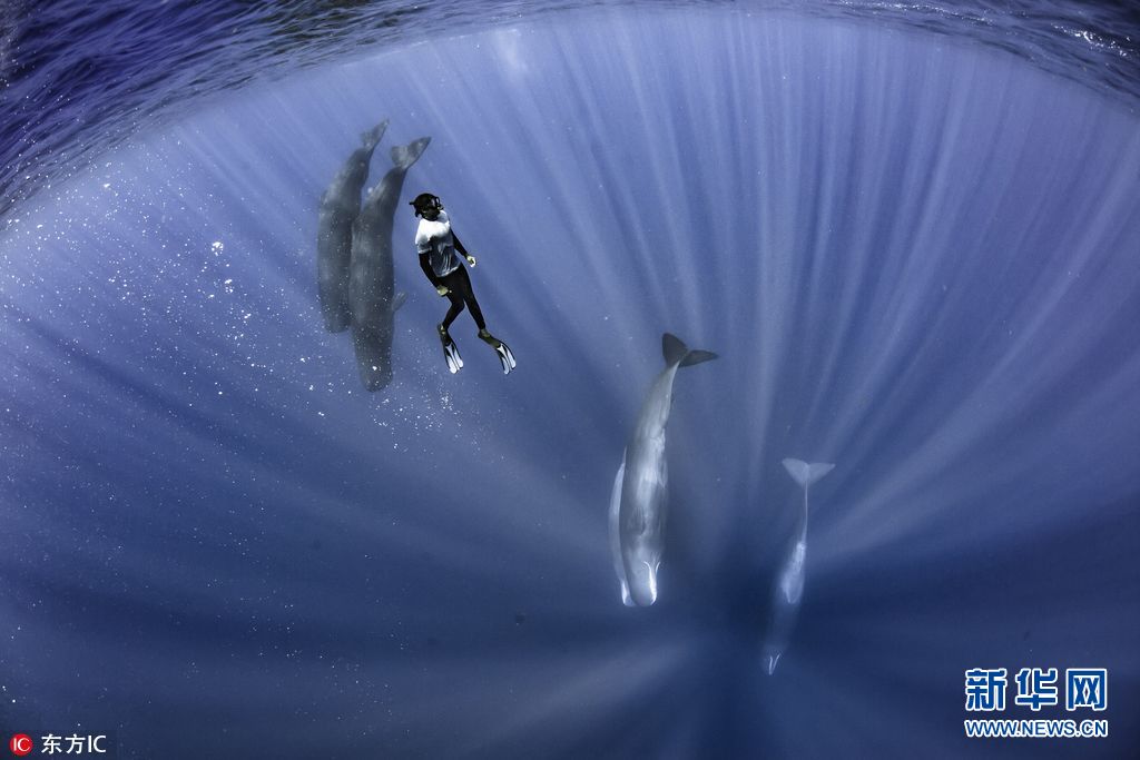 海洋协奏曲 潜水向导印度洋与抹香鲸“跳探戈”（组图）