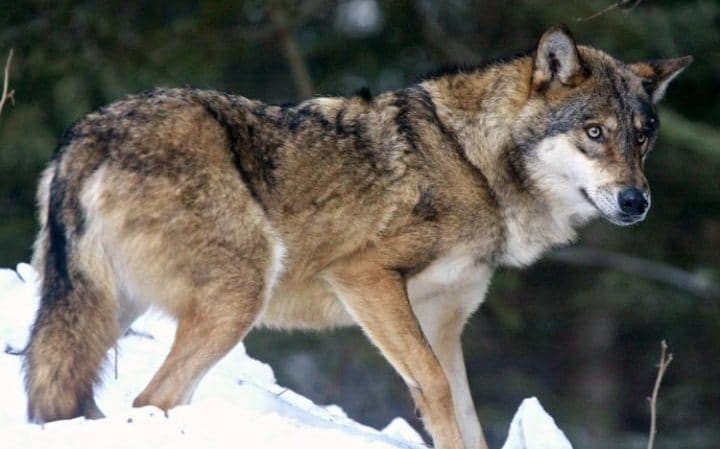 狼来了！丹麦两个世纪来首次发现狼群踪迹