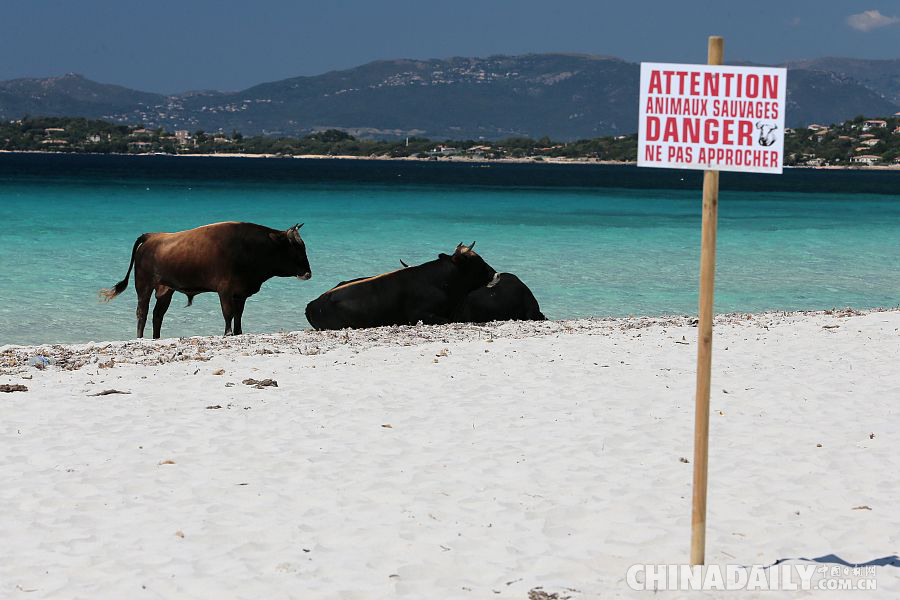 前方预警！法国著名度假小岛被野牛占领