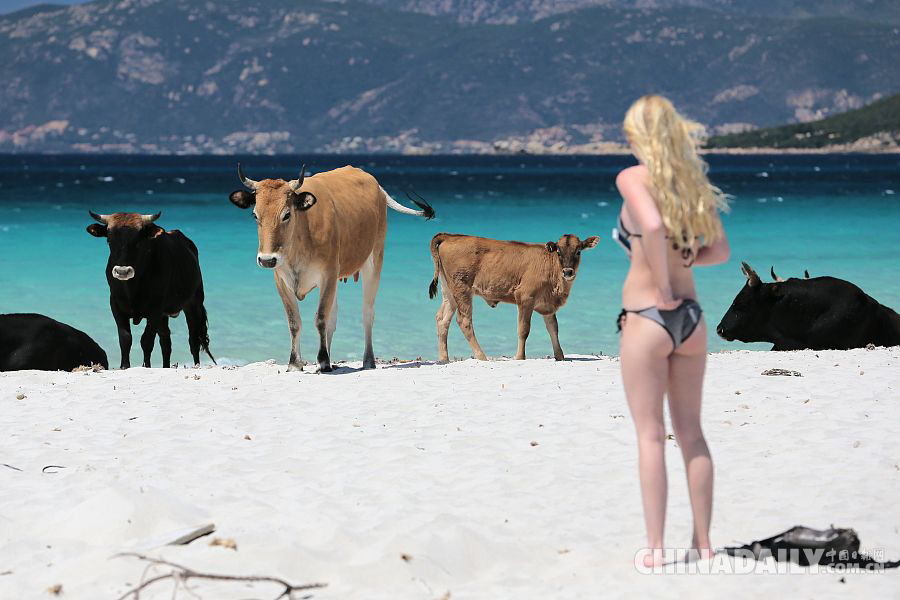前方预警！法国著名度假小岛被野牛占领