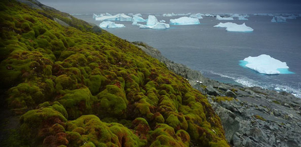 英国研究人员：全球气候变暖 南极正在“变绿”