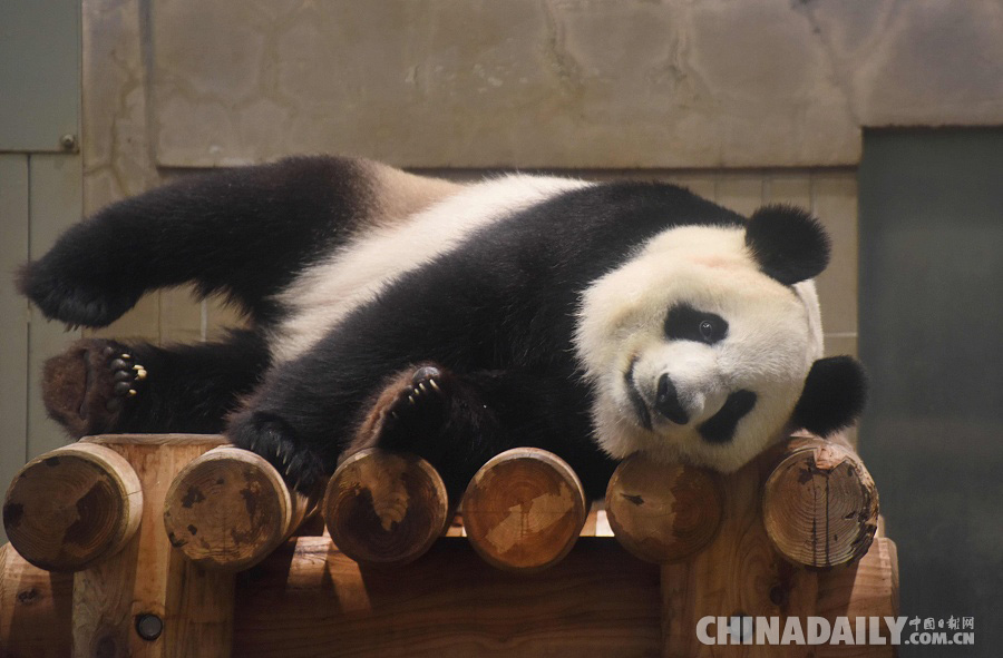 日本上野动物园大熊猫疑似产期临近 25日起将暂停展出