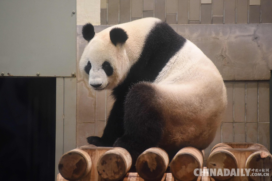 日本上野动物园大熊猫疑似产期临近 25日起将暂停展出