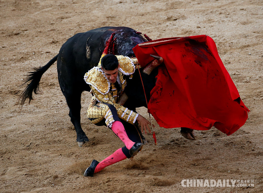 西班牙马德里举办斗牛集会 场面惊险看头十足