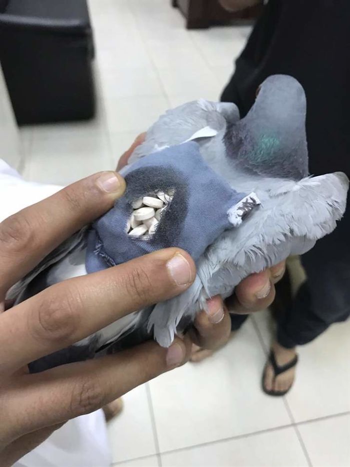 科威特抓获“奇特罪犯”：鸽子身上暗藏178颗迷幻药