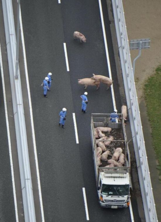 日本车祸致19只猪高速路上“散步” 警察上阵抓猪(组图)