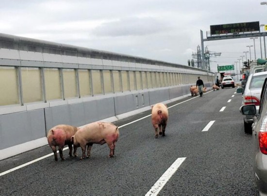 日本车祸致19只猪高速路上“散步” 警察上阵抓猪(组图)