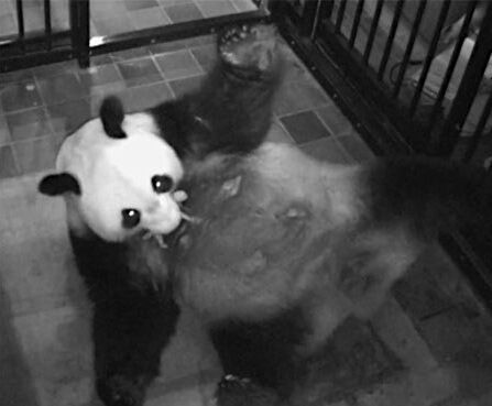 东京上野动物园大熊猫再次产崽 日本网友高呼“万岁万岁”