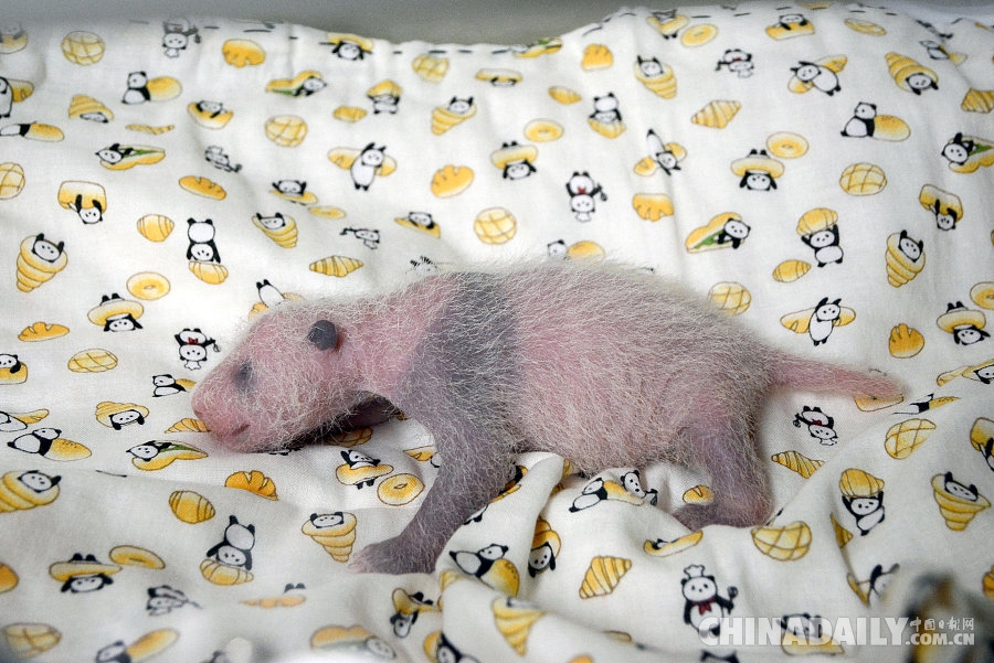 东京上野动物园公布熊猫宝宝性别：是个“女孩”！